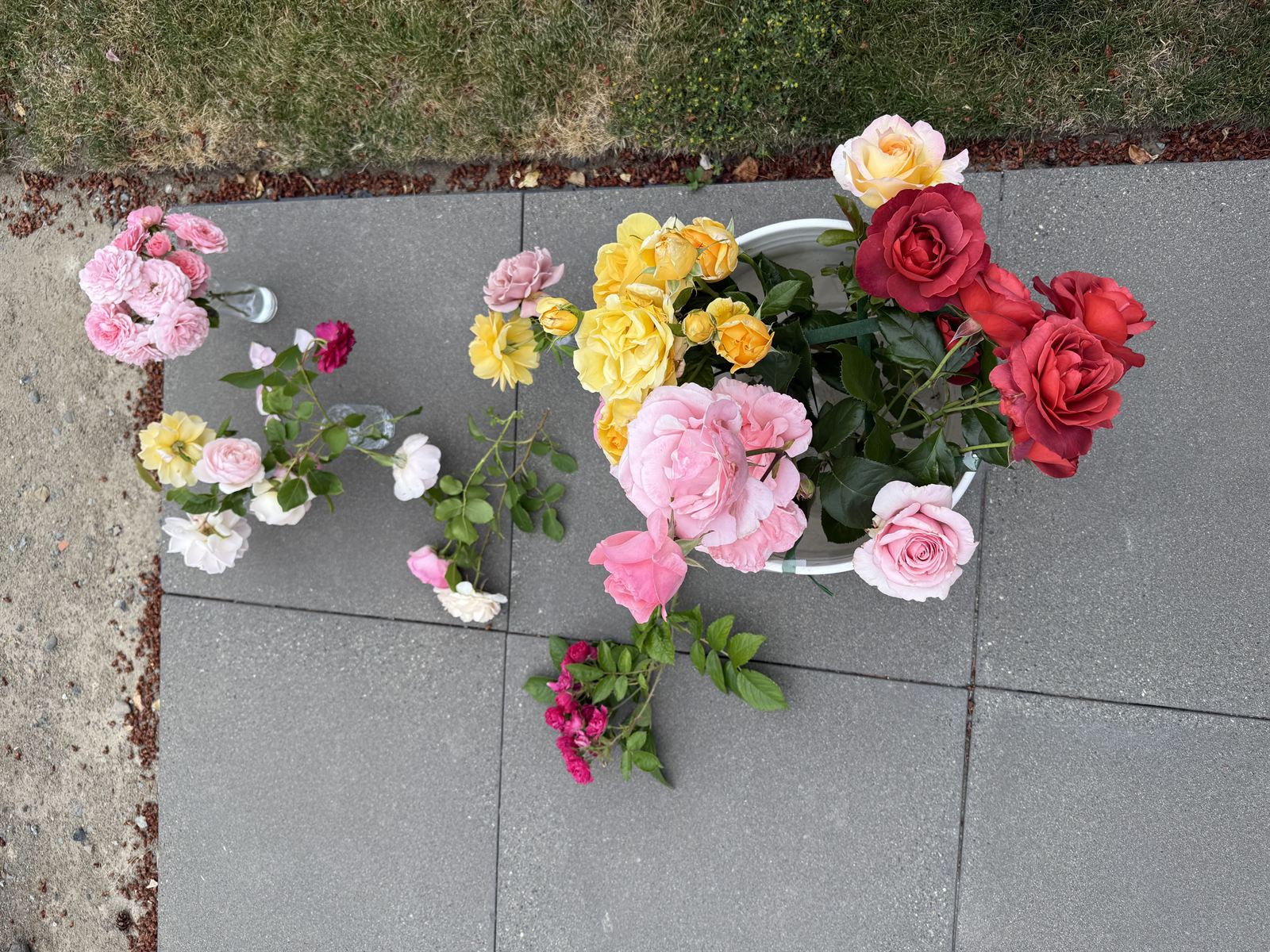 Roses cut from the garden and laid out before the show