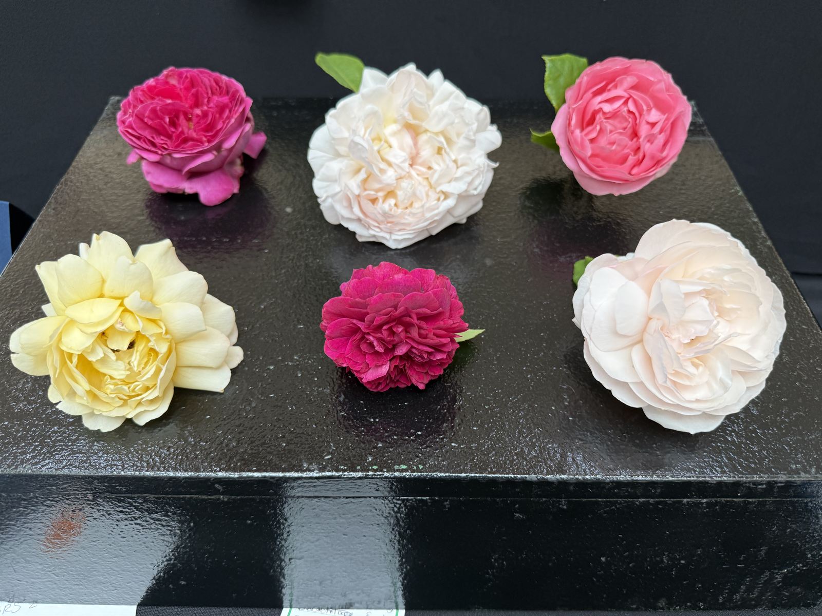 Top-down view of the English Box Challenge entry with six different English shrub rose varieties