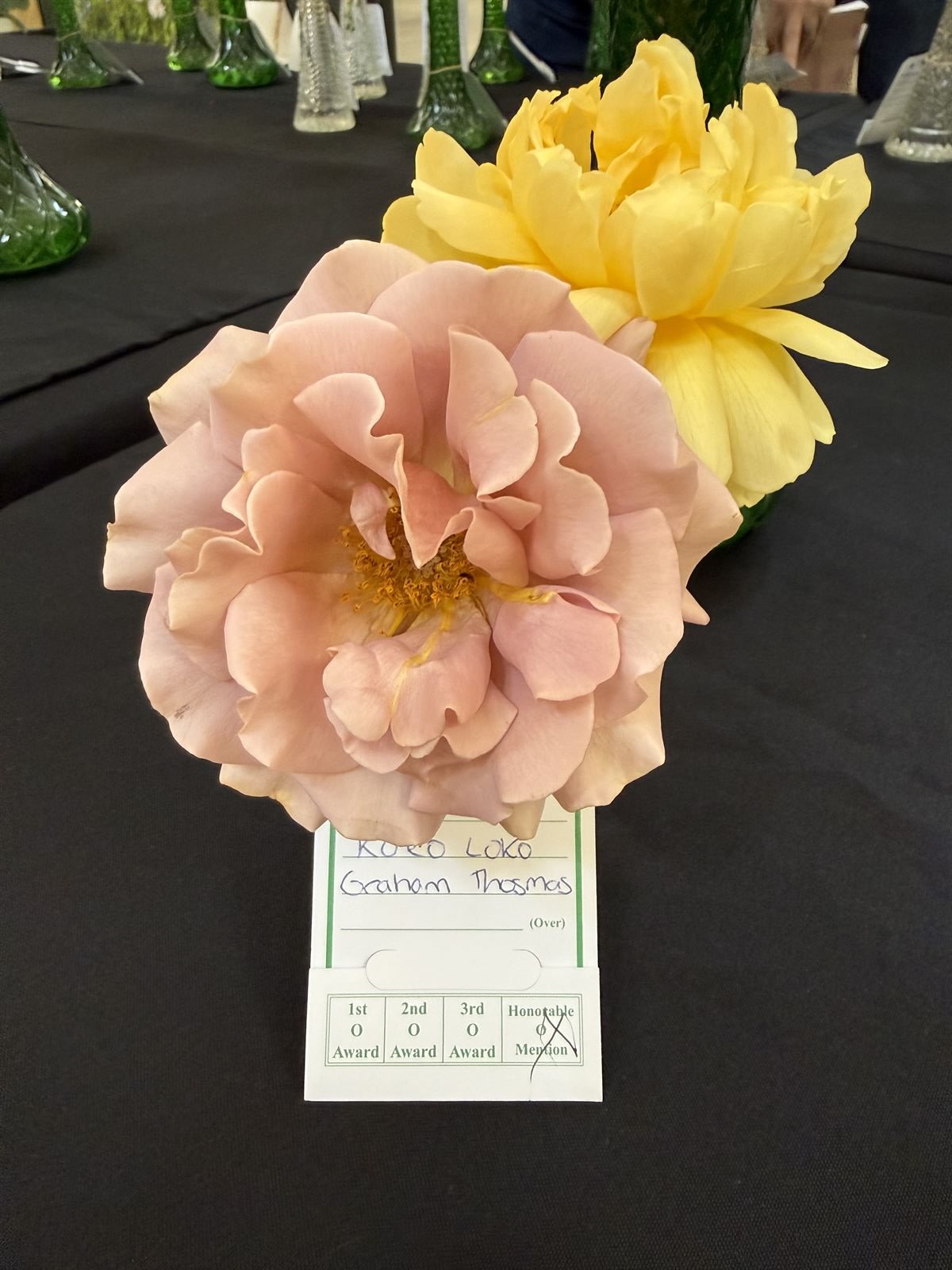 Koko Loko and Graham Thomas blooms paired on the show table