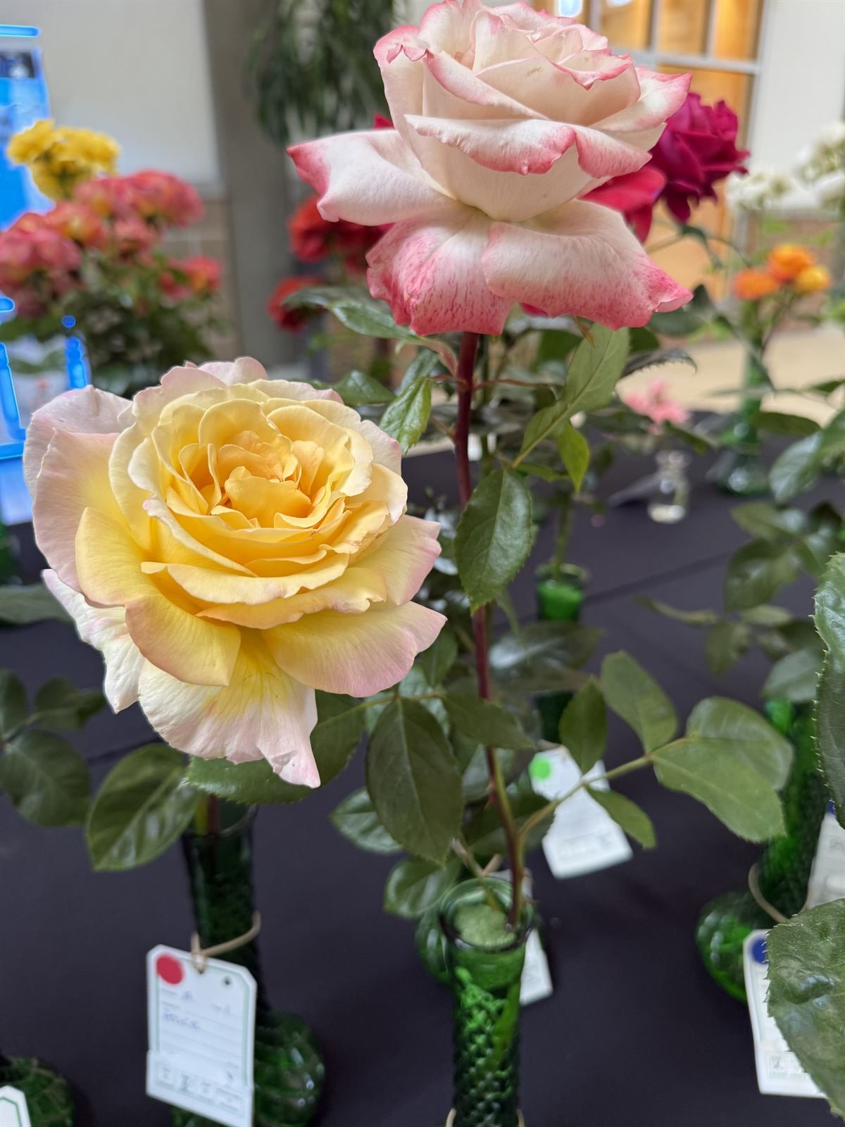 Hybrid tea blooms on display in green show vases