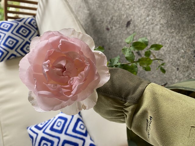 Abraham Darby bloom photographed in 2020