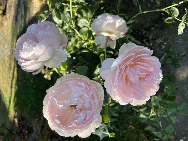 Abraham Darby bloom photographed in 2021