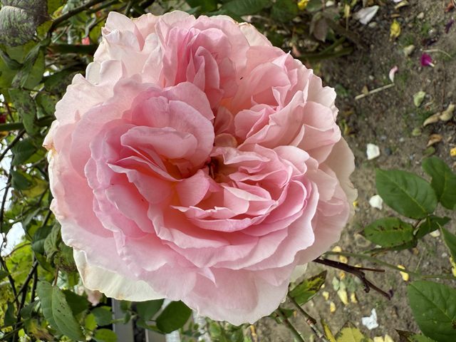 Abraham Darby