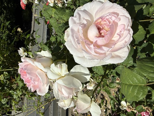 Abraham Darby