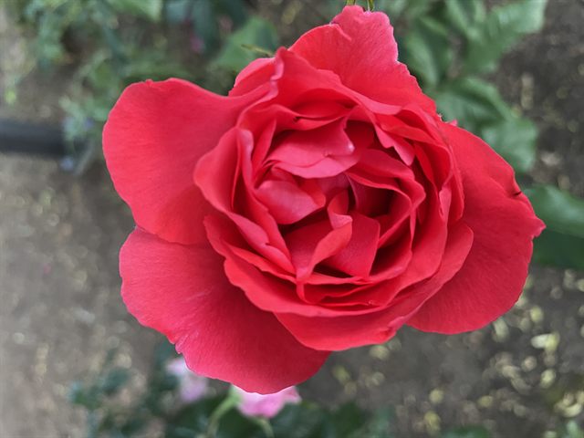 Fragrant Cloud
