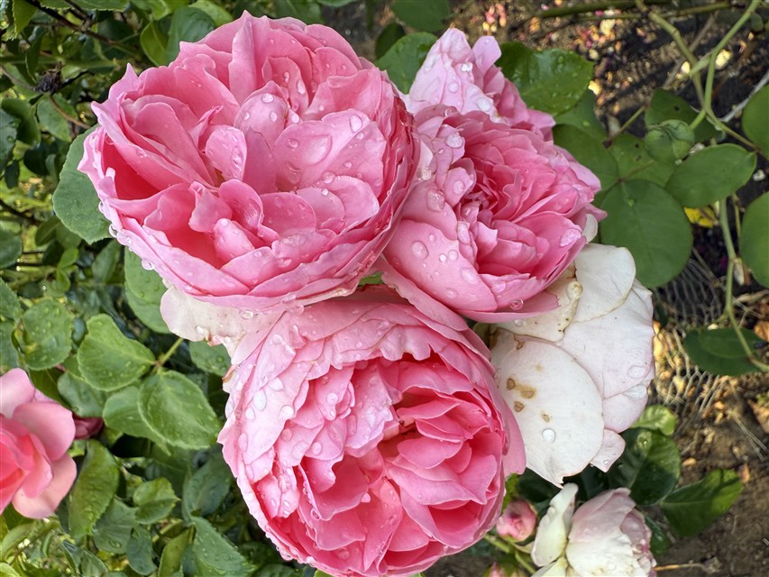 Gertude Jekyll