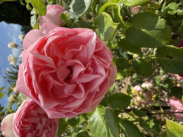 Gertude Jekyll