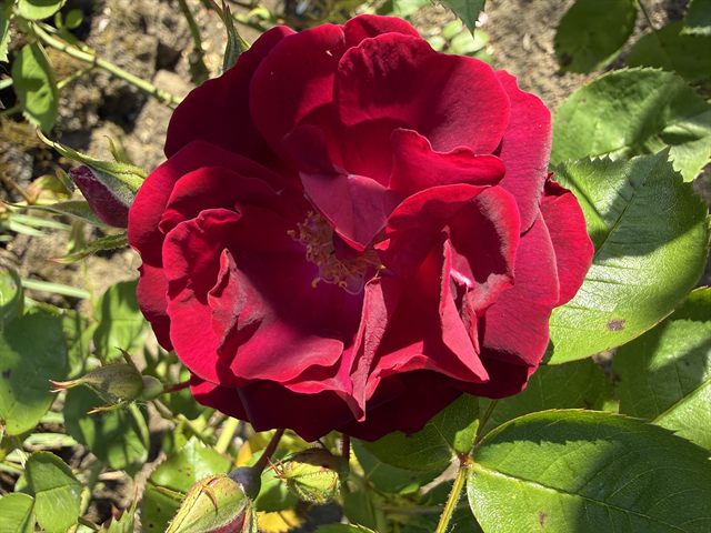 Mystery Rose bloom photographed in 2026