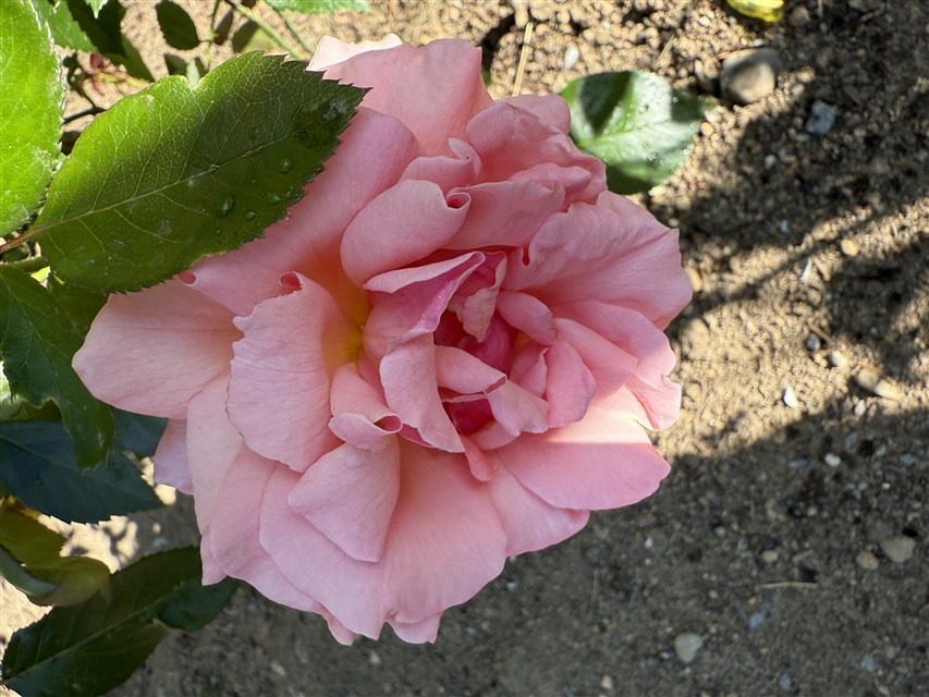 Tournament of Roses