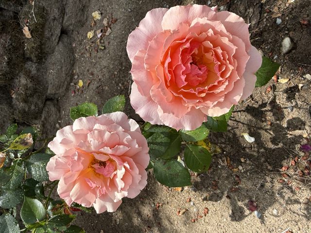 Tournament of Roses